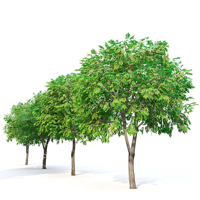 Elegant Trimmed Locust Tree 3D model image 2