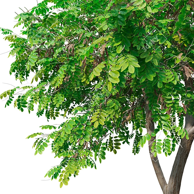 Elegant Trimmed Locust Tree 3D model image 3