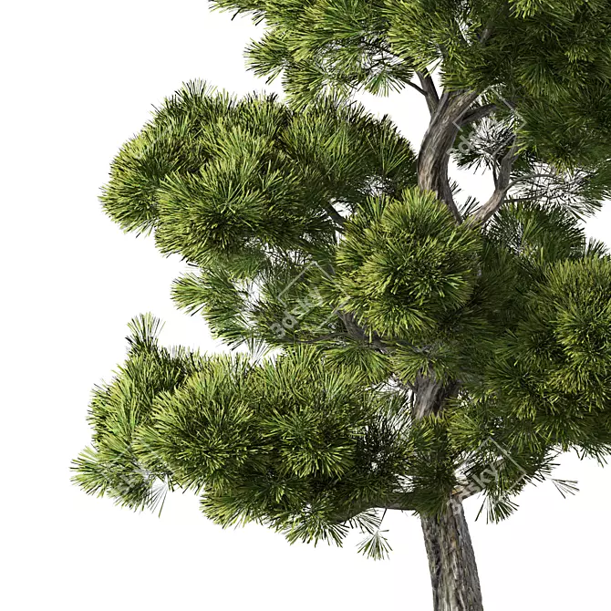 Forest Green Pine Tree No.104 3D model image 2