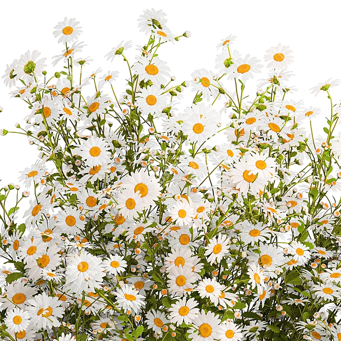 Summer Field Daisy Bouquet 3D model image 6