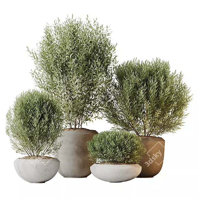 Elegant Olive Tree Set for Yard or Home 3D model image 1