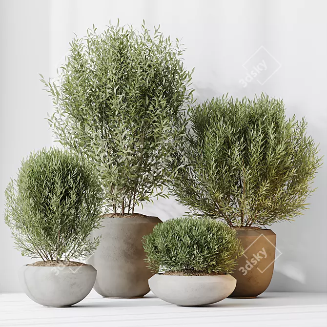 Elegant Olive Tree Set for Yard or Home 3D model image 4