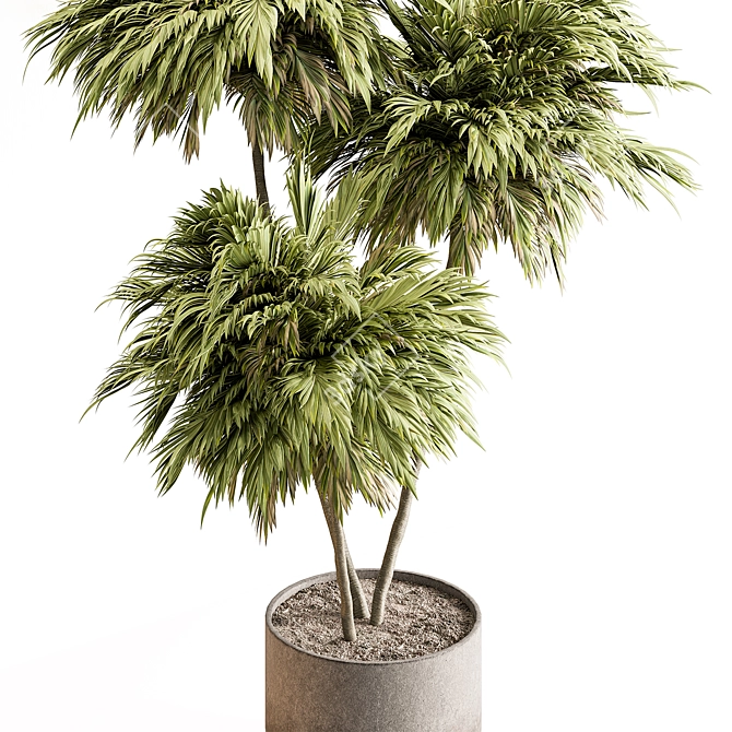 Outdoor Tree in Pot Display 3D model image 2