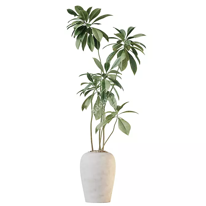 Birchbark Fig 3D Plant Model 3D model image 1