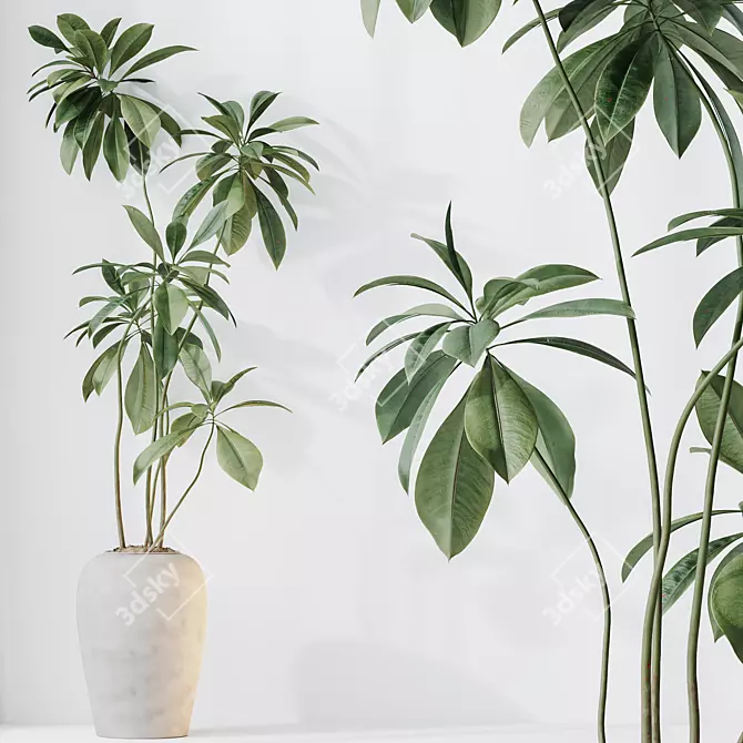 Birchbark Fig 3D Plant Model 3D model image 2