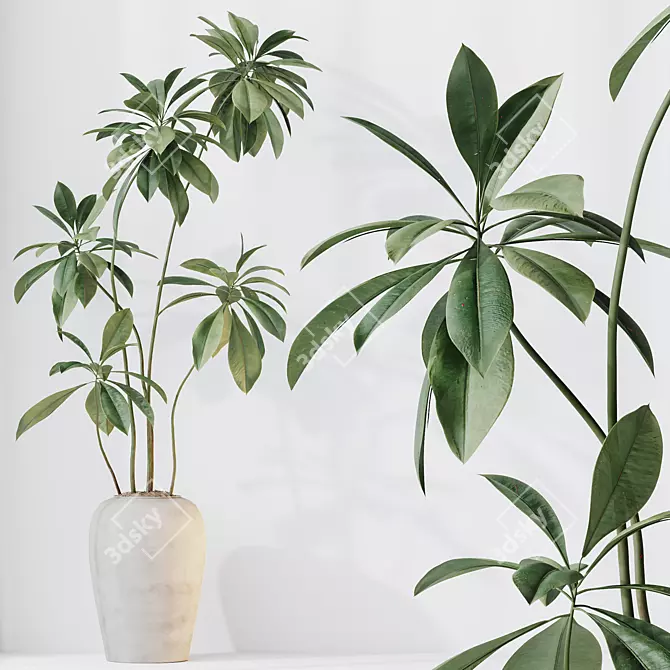 Birchbark Fig 3D Plant Model 3D model image 3
