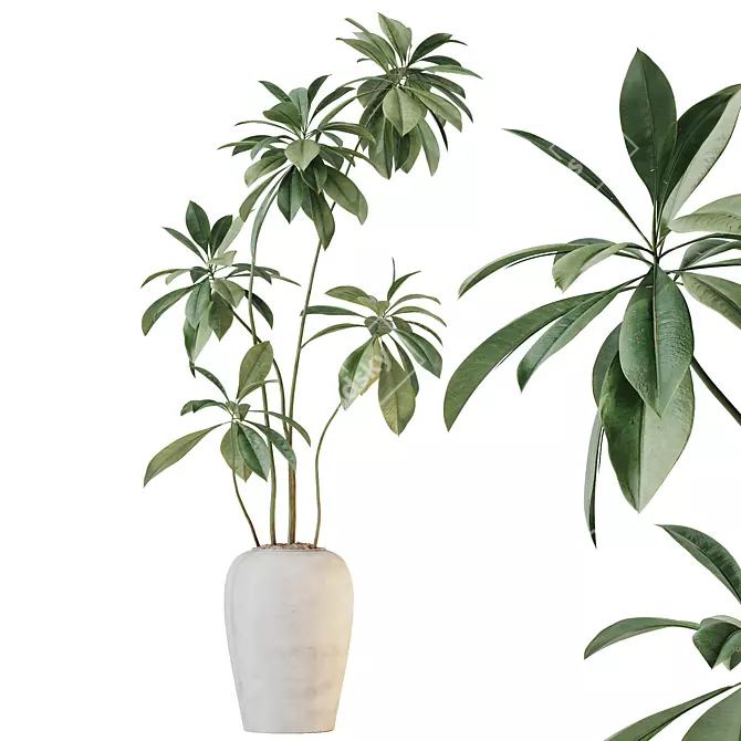 Birchbark Fig 3D Plant Model 3D model image 5