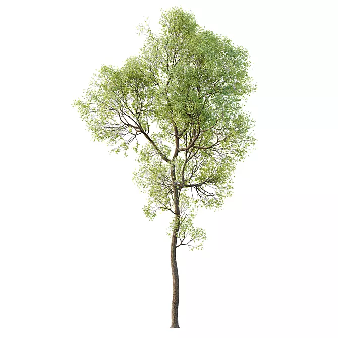 Shorea Robusta Sal Tree Model 3D model image 1