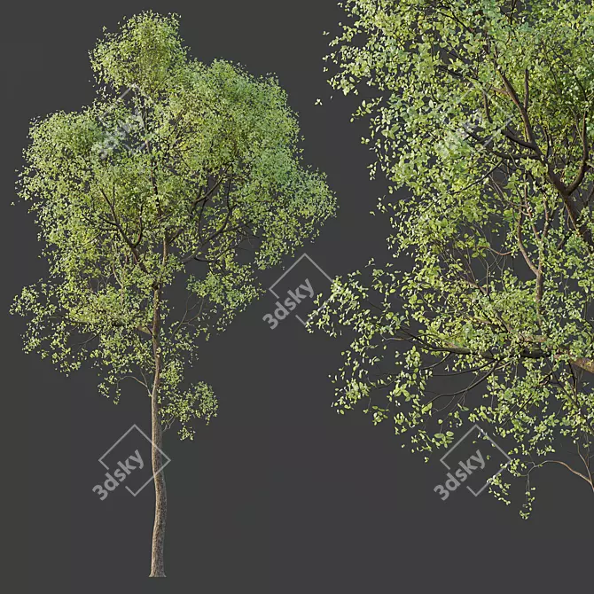 Shorea Robusta Sal Tree Model 3D model image 2