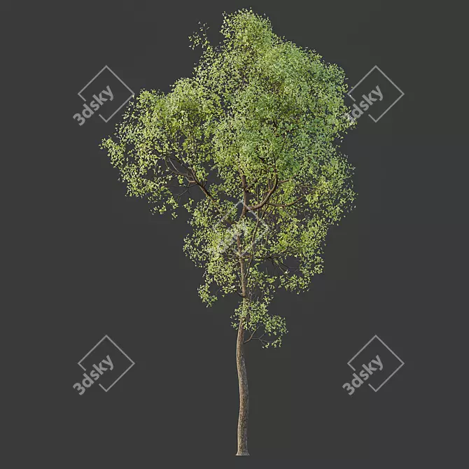Shorea Robusta Sal Tree Model 3D model image 4