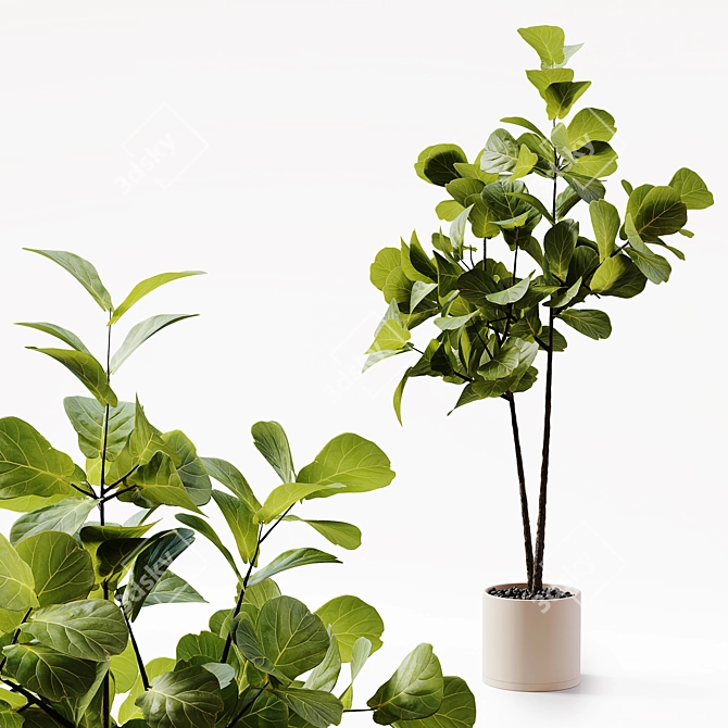 Detailed 3D Indoor Plant Model 3D model image 6