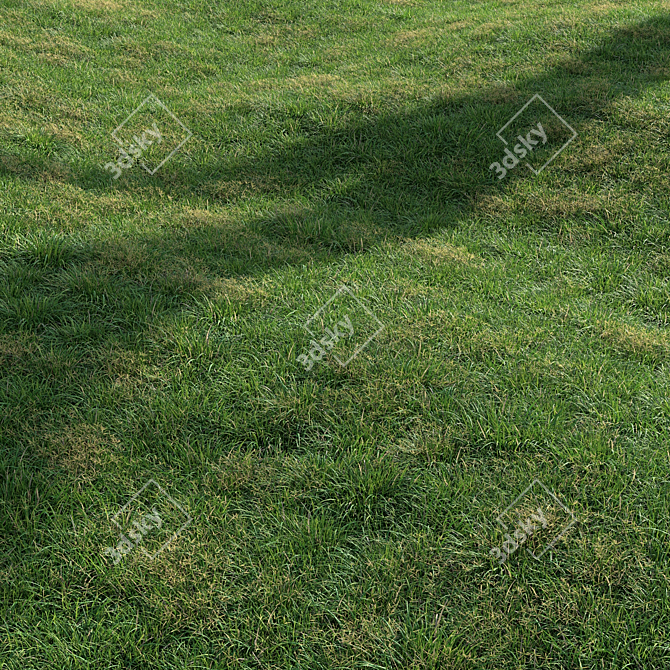 High-Quality Landscaping Tall Grass 3D model image 5