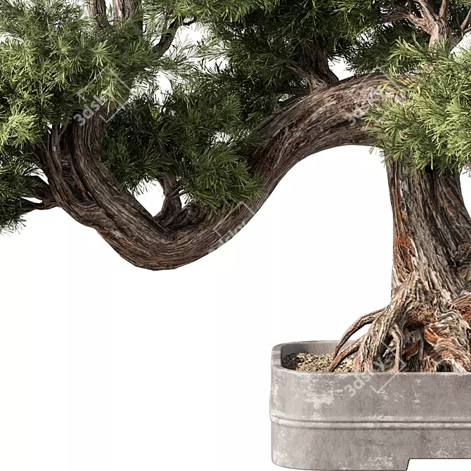 Zen Bonsai Tree Set 3D model image 5