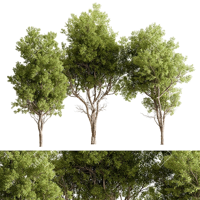 Leafy Grove 318 Set 3D model image 1