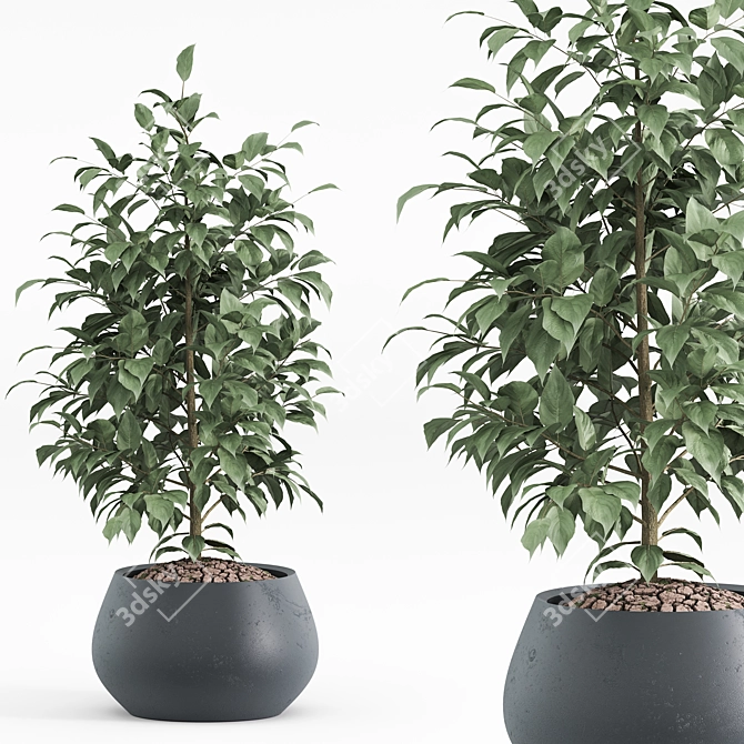 Modern Indoor Plant Set 2018 3D model image 4