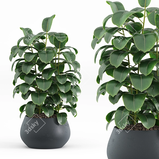 Modern Indoor Plant Set 2018 3D model image 5