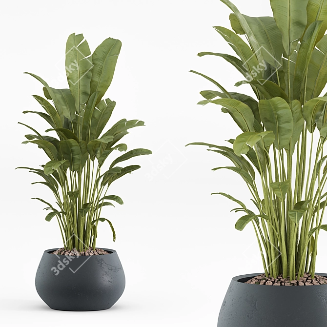 Modern Indoor Plant Set 2018 3D model image 6