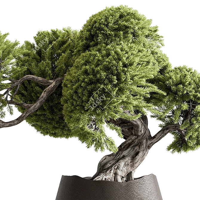 Zen Bonsai Tree in Pot 3D model image 2