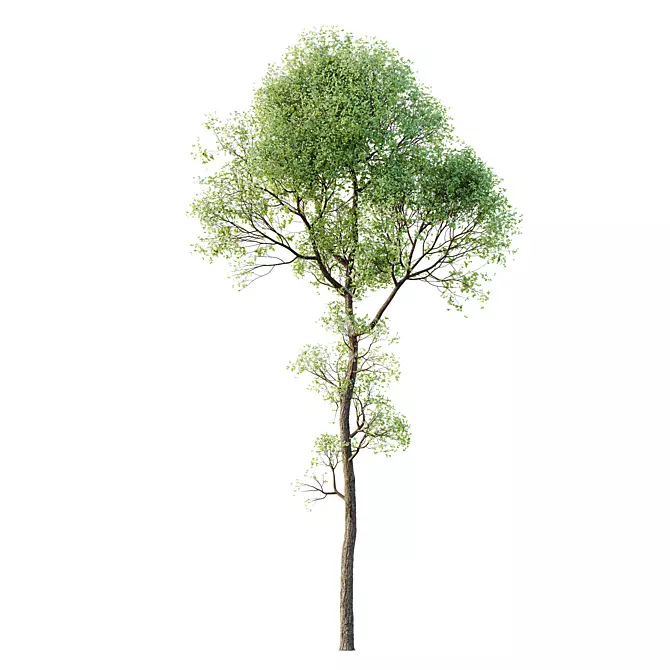 Exotic Sal Tree 3D Model 3D model image 1