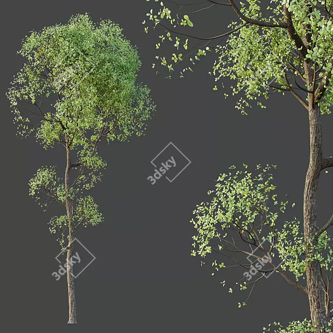 Exotic Sal Tree 3D Model 3D model image 2