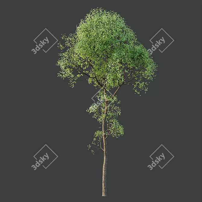 Exotic Sal Tree 3D Model 3D model image 3