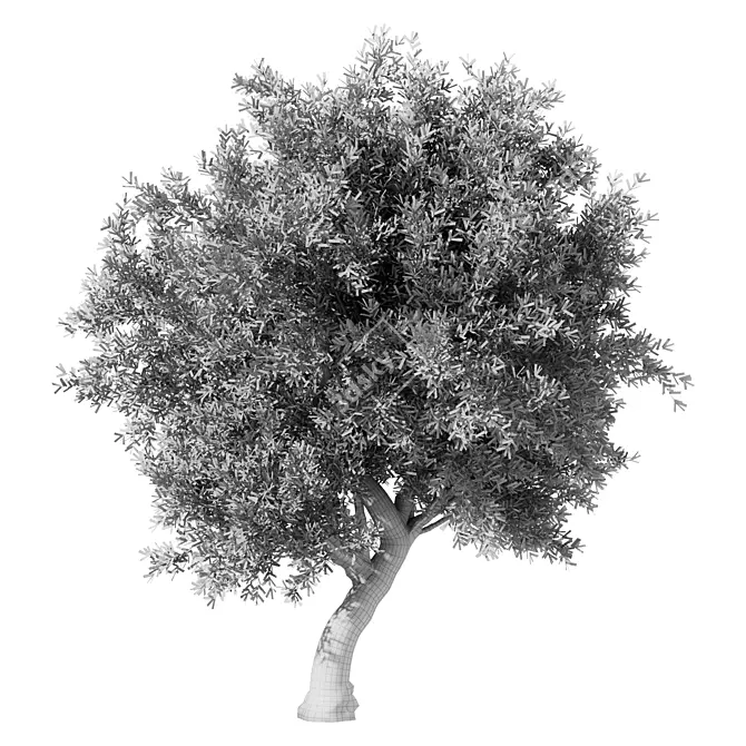 Elegant Olive Tree Sculpture Identity 3D model image 3