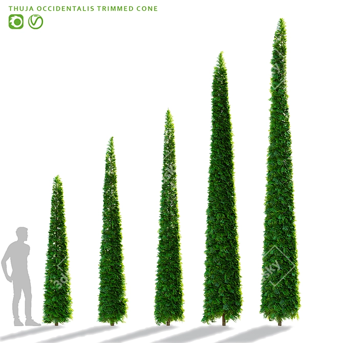Trimmed Western Thuja Cones 3D model image 1
