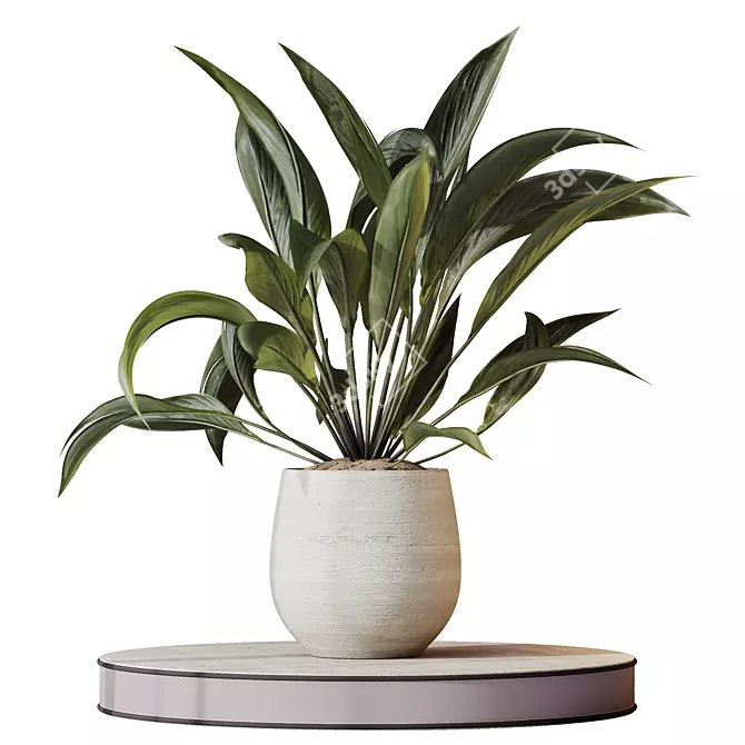 Variegated Spathiphyllum (Peace Lily) Set 3D model image 2