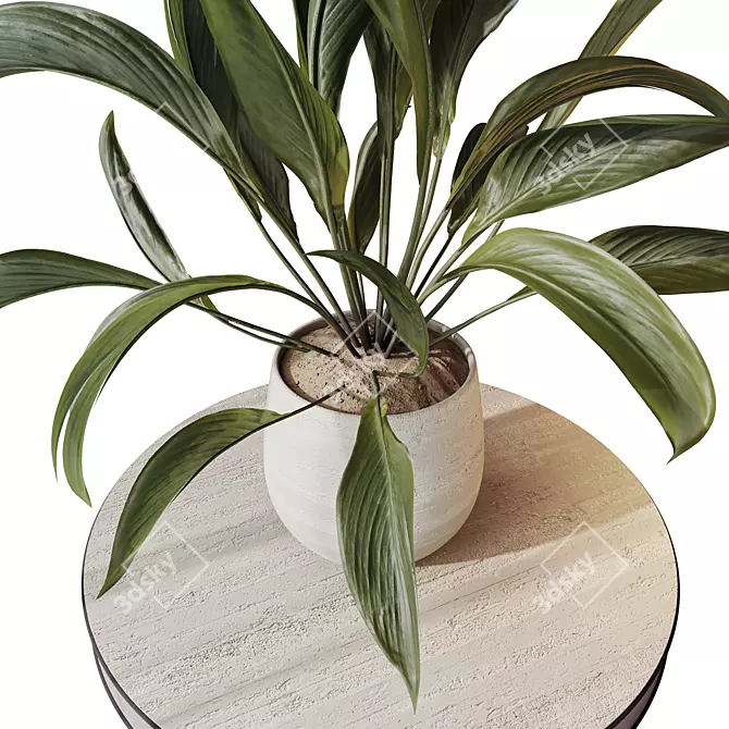 Variegated Spathiphyllum (Peace Lily) Set 3D model image 3