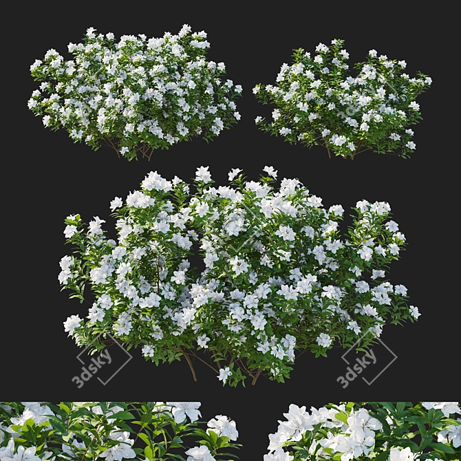 Elegant White Rhododendron Pulchrum 2017 3D model image 1