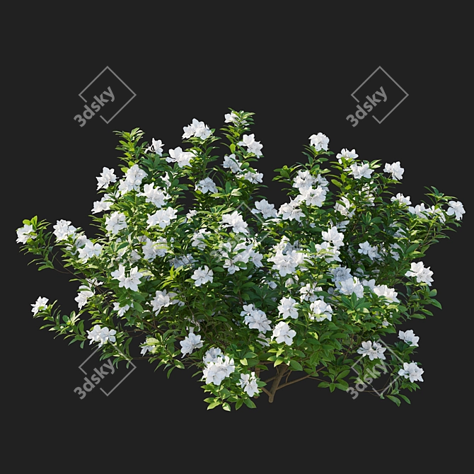 Elegant White Rhododendron Pulchrum 2017 3D model image 2