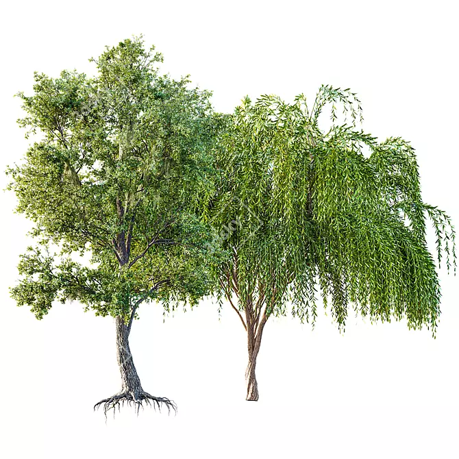 Live Angel Oak and Willow 3D model image 1