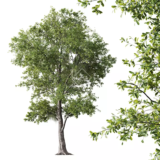 Live Angel Oak and Willow 3D model image 2