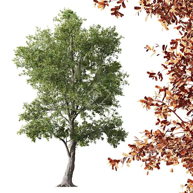 Live Angel Oak and Willow 3D model image 4