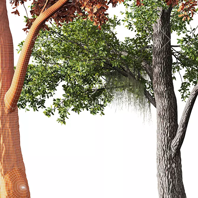 Live Angel Oak and Willow 3D model image 5