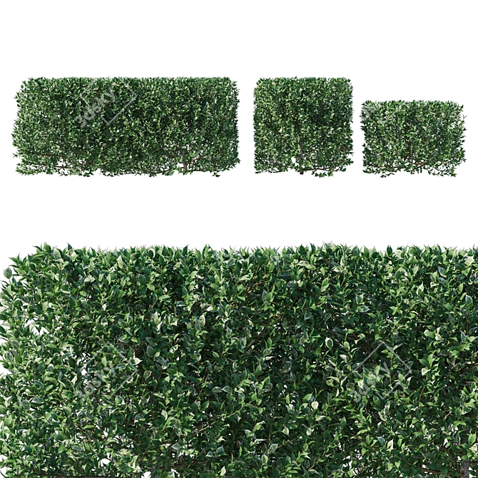 Elegant Ficus Weeping Fig Bush 3D model image 1