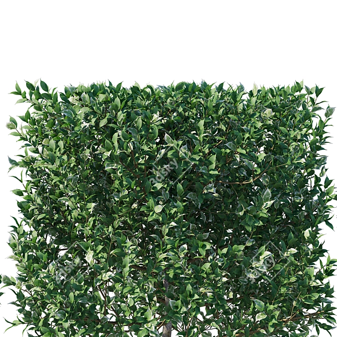 Elegant Ficus Weeping Fig Bush 3D model image 2