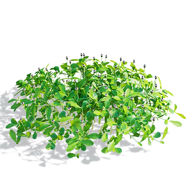 Phyla Nodiflora Branches and Bushes 3D model image 2