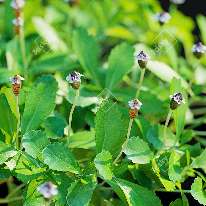 Phyla Nodiflora Branches and Bushes 3D model image 4