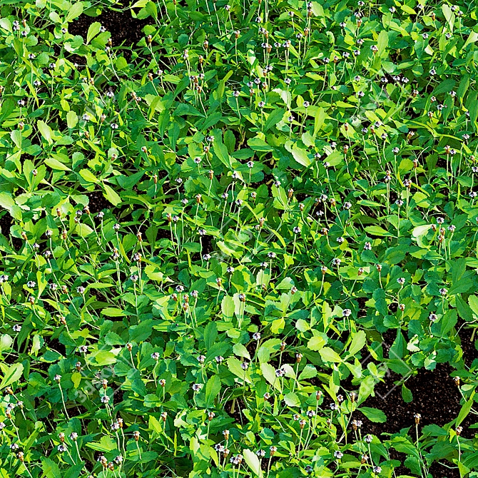 Phyla Nodiflora Branches and Bushes 3D model image 6