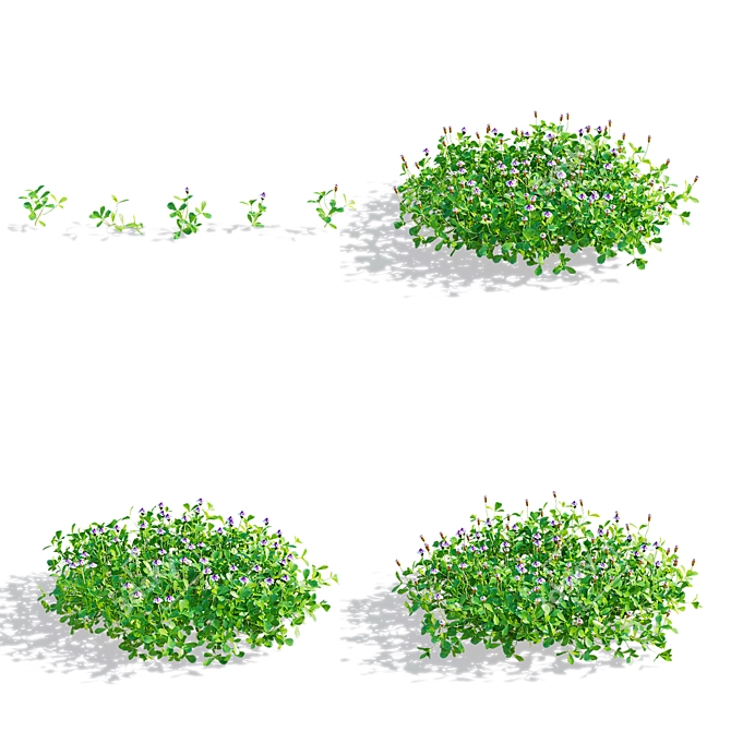 Phyla Nodiflora Branches and Bushes 3D model image 8