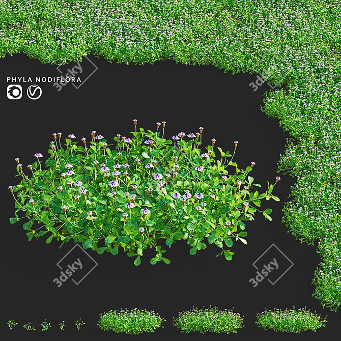 Phyla Nodiflora Branches and Bushes 3D model image 19
