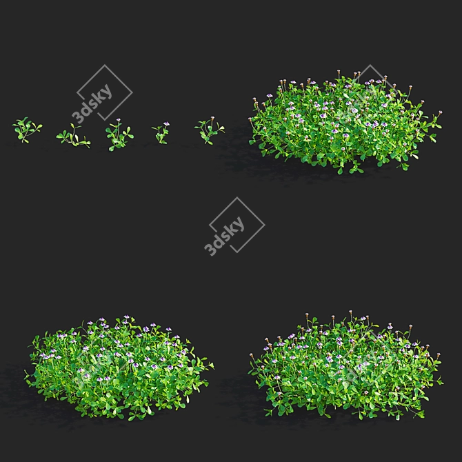 Phyla Nodiflora Branches and Bushes 3D model image 24