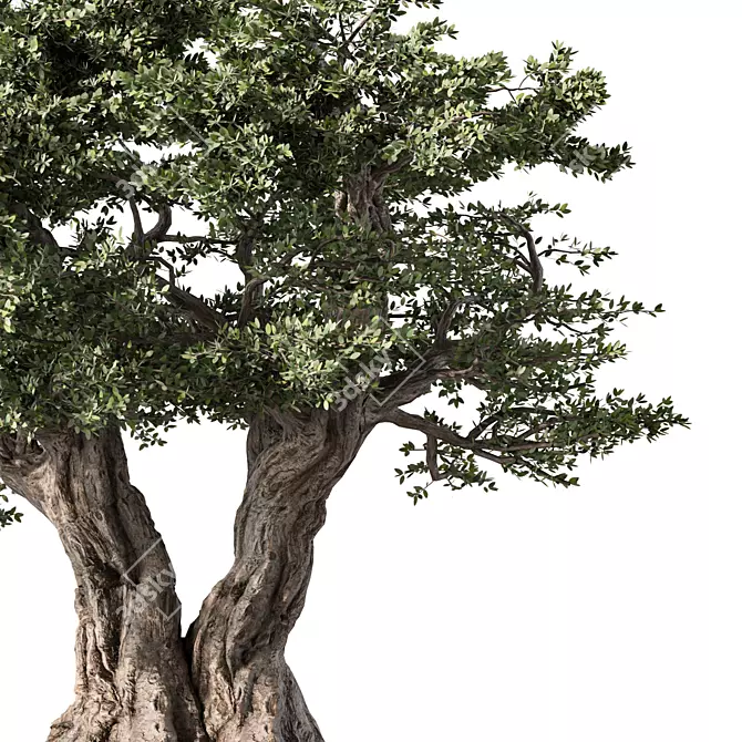 Majestic Olive Tree Figurine 3D model image 2