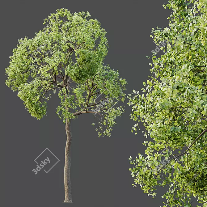 Sal Tree Model HQ 3D 3D model image 3