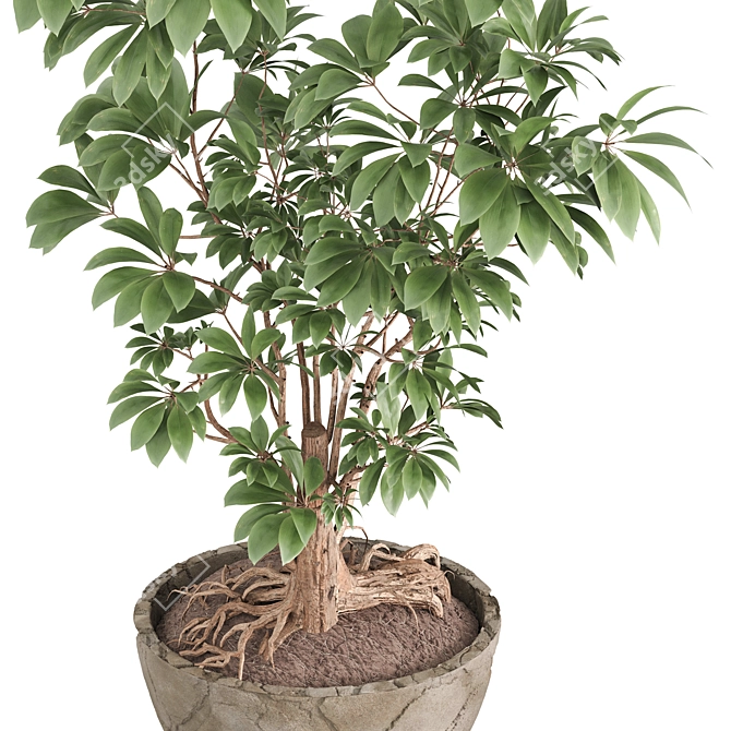 Schefflera Arboricola Indoor Plant Vase 3D model image 4