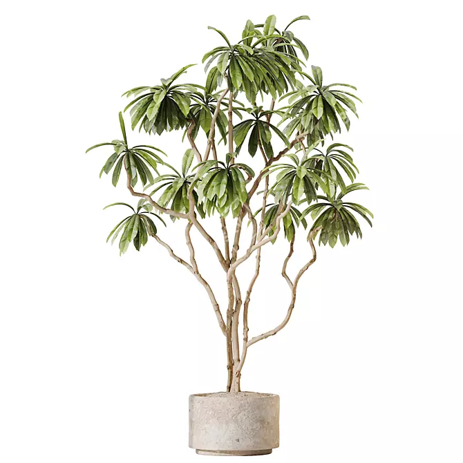 Lush Birchbark Fig Plant Model 3D model image 1