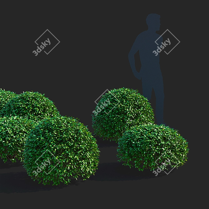 Ligustrum vulgare Ball Collection 3D model image 6