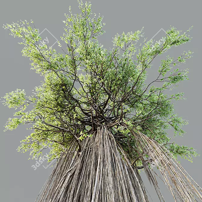  Indian Banyan Ficus Tree Model 3D model image 2