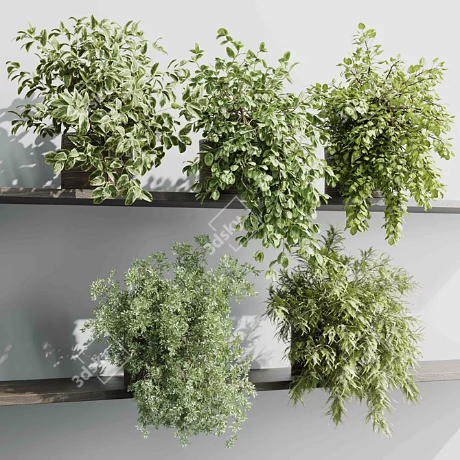 Hanging Plant Collection Indoor Decor 3D model image 1